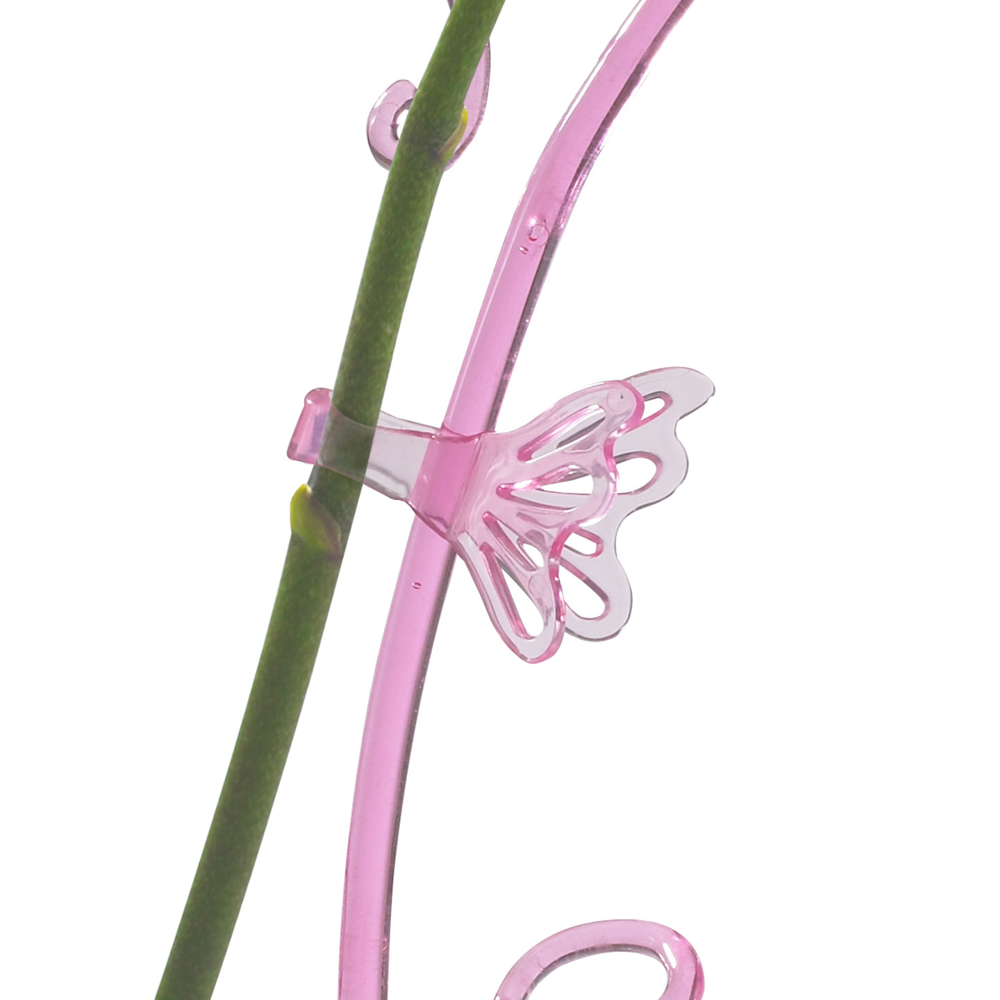 Fleury-rosa-Orchideen-Clip