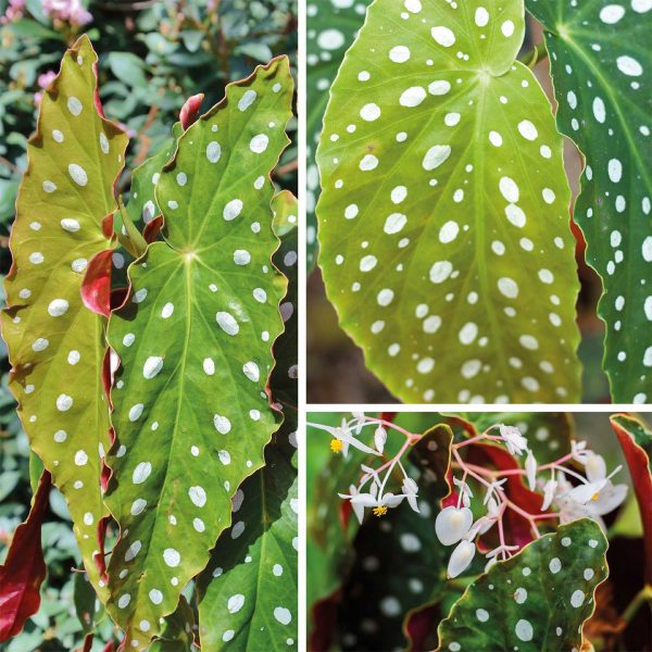 collage-begonia-maculata-neu